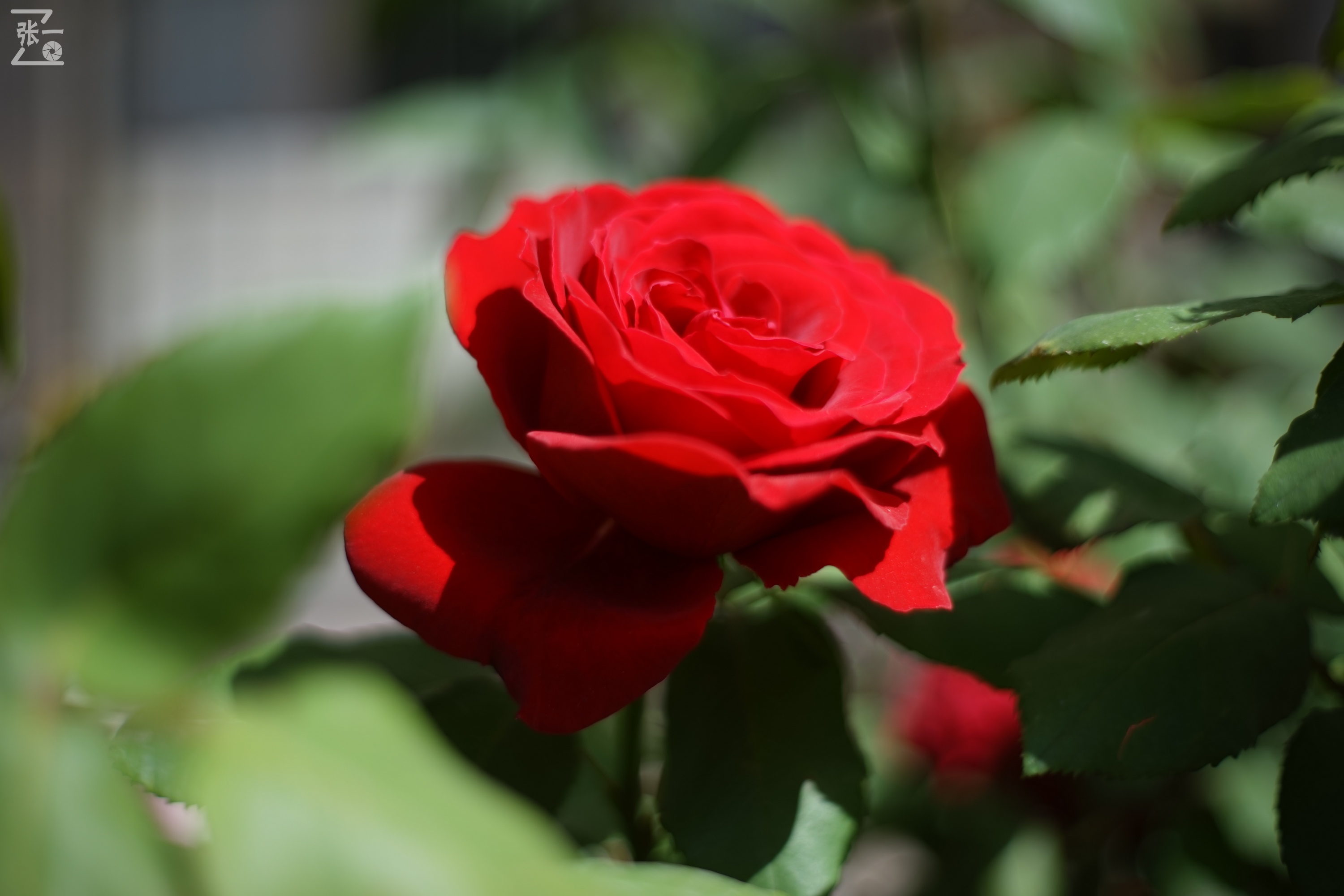 凤凰国产50mm镜头,凤凰索尼e口镜头