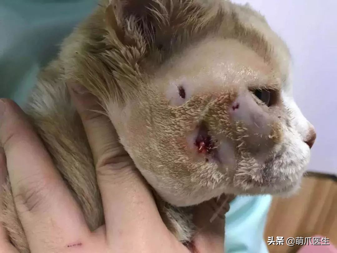 品种猫与土猫的区别,怎么分辨品种猫和土猫