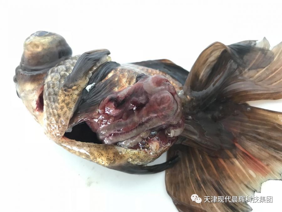 观赏鱼真菌病和细菌病的区别,观赏鱼真菌的症状