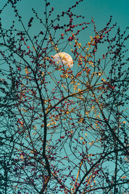 月缺月圆月常在诗句,有关月缺月圆的诗句