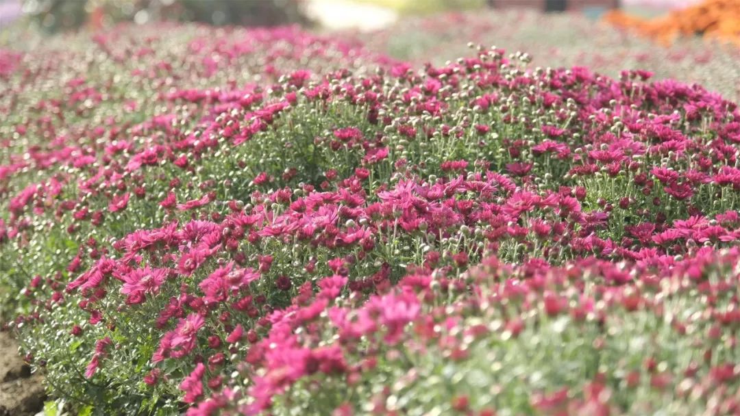 一入秋西安就美成长安,一入秋杭州就美成临安