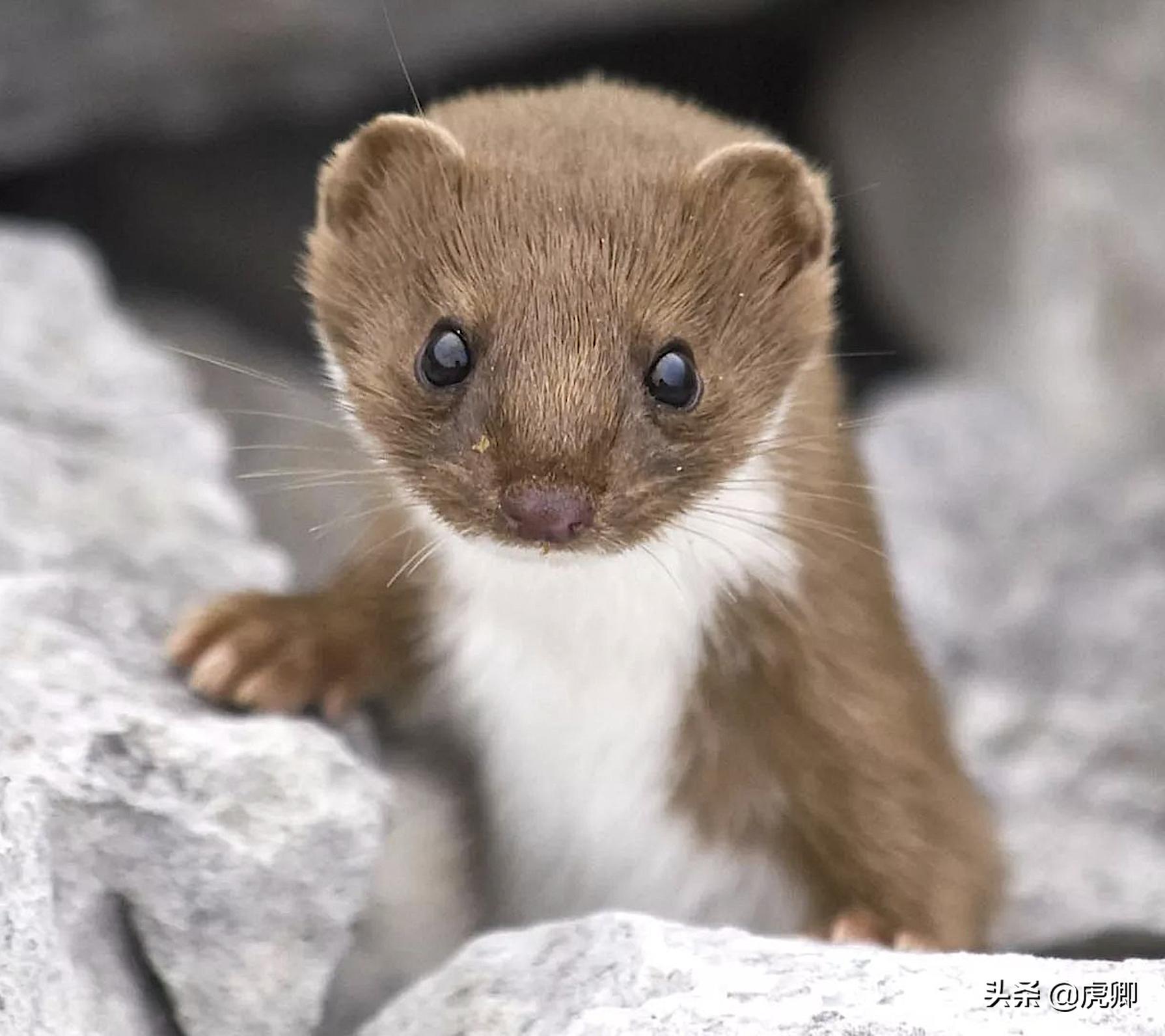 最小食肉动物伶鼬重3两,年灭鼠3500只,何不用来防治澳洲鼠灾?