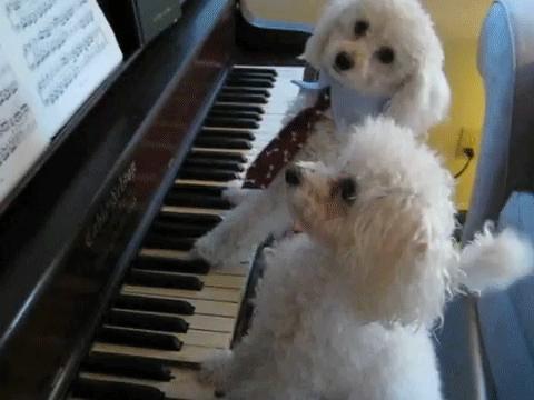 泰迪太护主,德牧犬和泰迪哪个好养