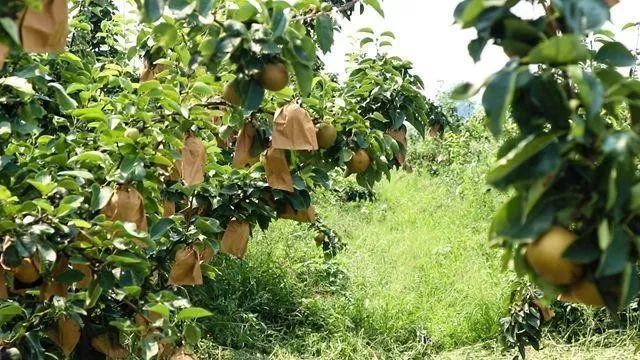 农村三产融合如何搞？一位创业者投资心经：先产品再产业