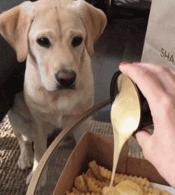 养纯种还是混血狗,养纯种狗