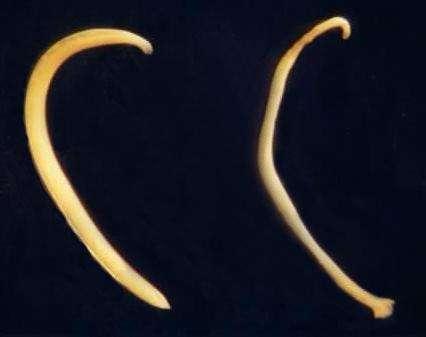 牛羊体外驱虫高效快速好方法,牛羊怎么驱虫才有效