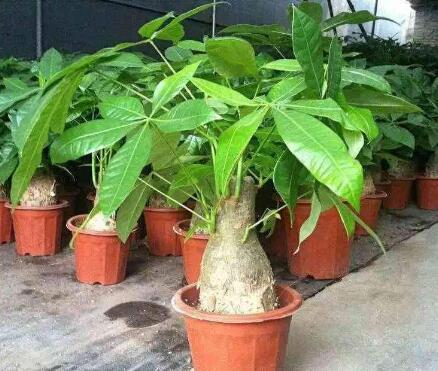 冬天给发财树叶面浇水的最佳时间,零度左右发财树冬天浇水吗