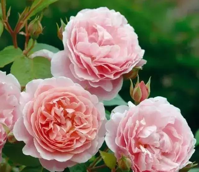 100种玫瑰品种图鉴大全,100种玫瑰品种图解