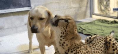 狗狗真是一种神奇的动物,狗狗是什么科的动物