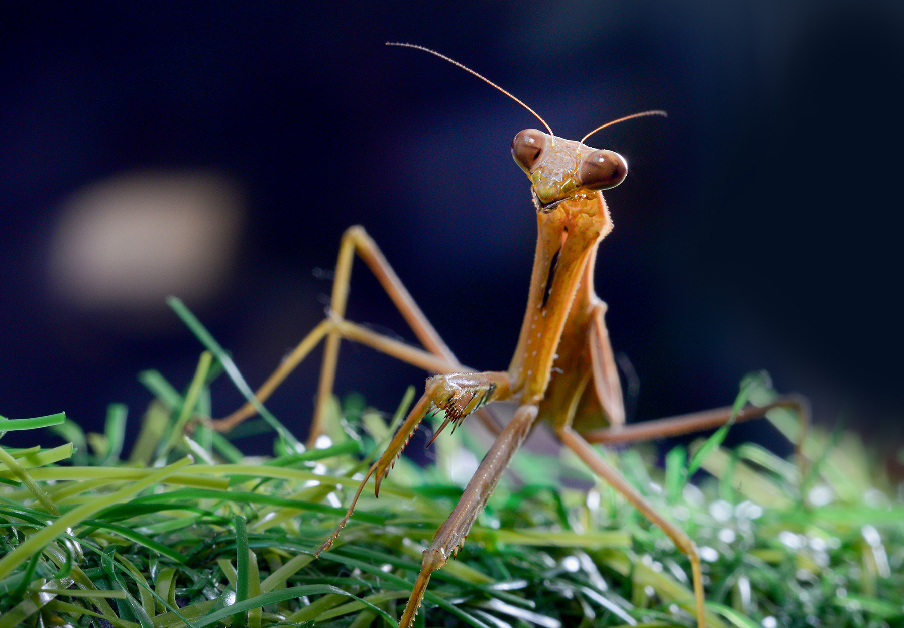 第14篇，尼康相机的标头-2021年元旦快乐