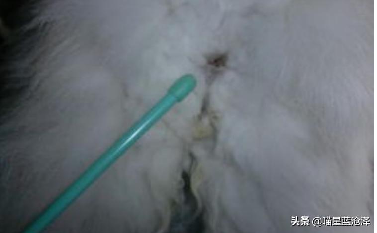 猫咪拉的便便怎样才是正常的,猫咪不上猫砂盆拉便便怎么办