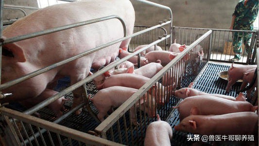 小猪出生第二天就拉稀脱水死亡,出生5天的小猪仔拉稀喘怎么治疗