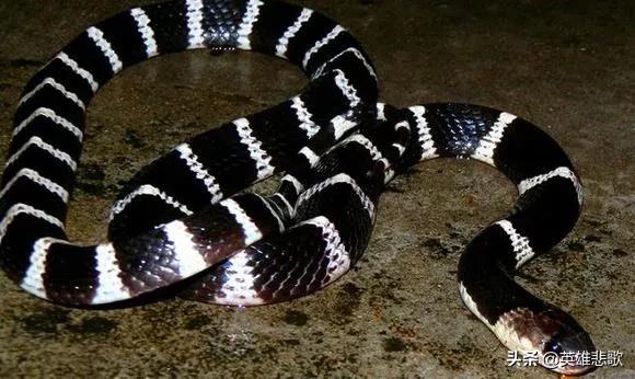 为什么金环蛇没有银环蛇毒性大,金环蛇银环蛇哪种蛇毒性强