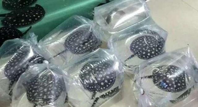 观赏鱼身上有水珠气泡是怎么回事,鱼缸间断打氧