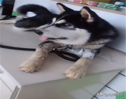 狗狗们天生好斗，被蛇“亲”过后脸都肿成了猪头，真不让人省心啊