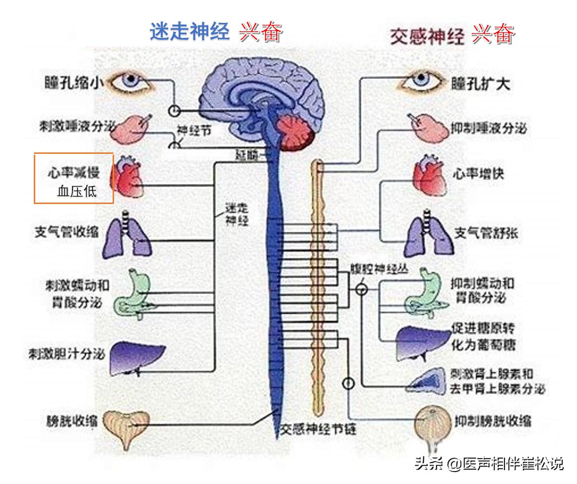 突然晕倒可以根治吗,突然晕倒醒来大汗淋漓心源性晕厥