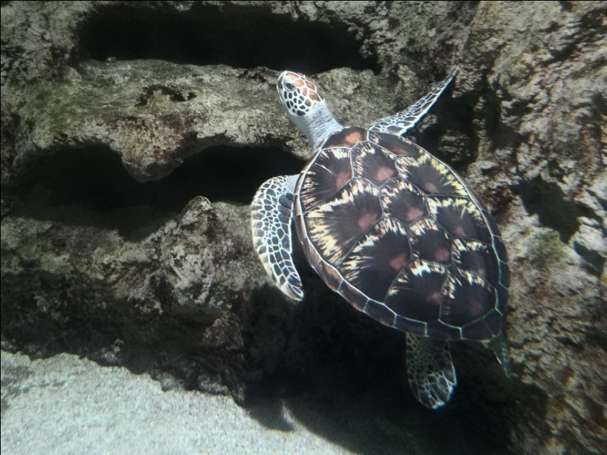 北京工体富国海底世界周一营业,北京工体富国海底世界旅馆