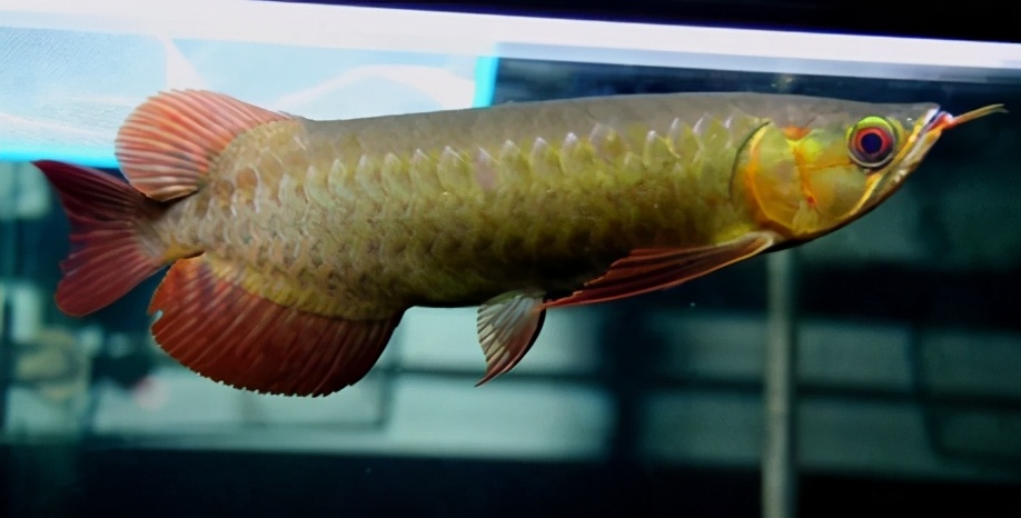 龙鱼疾病治疗视频,龙鱼常见病100种