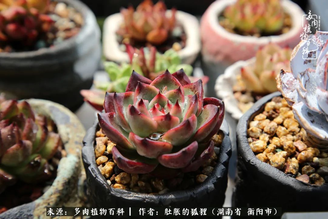 多肉用大盆养好还是用小盆养,多肉用石子养好还是用土养好