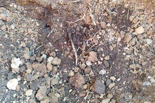 柑橘黄化病，仅靠这一招，只用十天时间可以轻轻松松解决