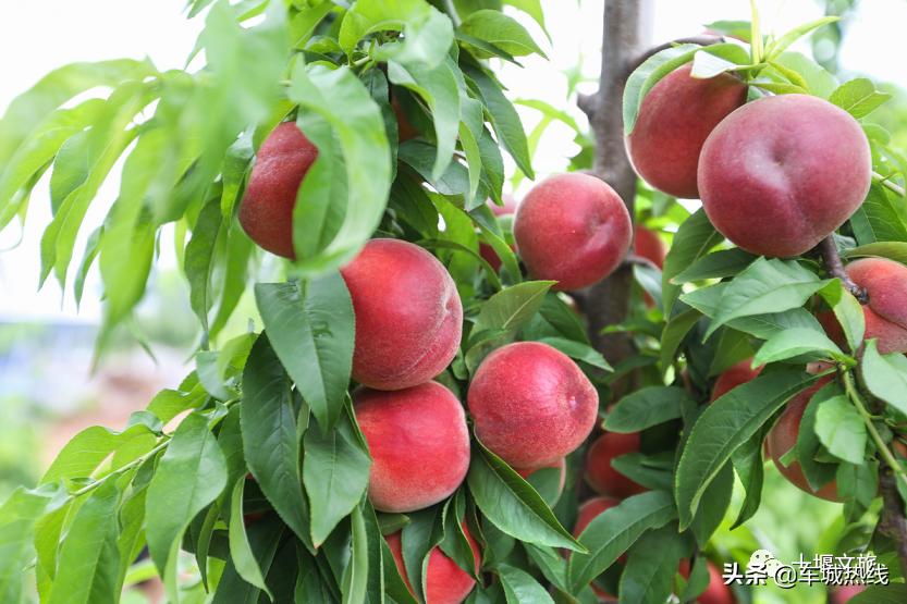 桃子采摘园十堰,十堰摘桃好去处