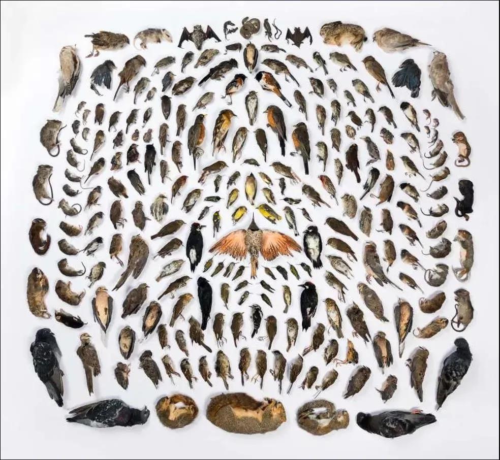 大象迁徙事件始末,大象迁徙为什么又回去了