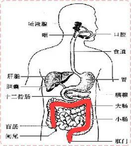 狗狗拉大便怎么判断,狗狗拉便便要怎么发现