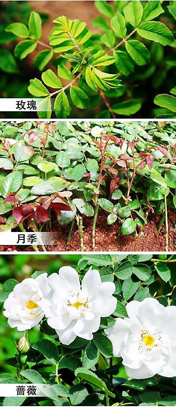 月季玫瑰蔷薇的果实,蔷薇玫瑰月季怎么分辨