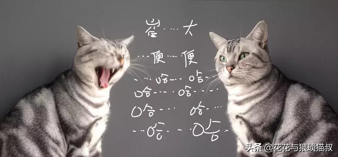 猫拉屎特别臭怎么回事,猫拉屎一直很臭什么原因