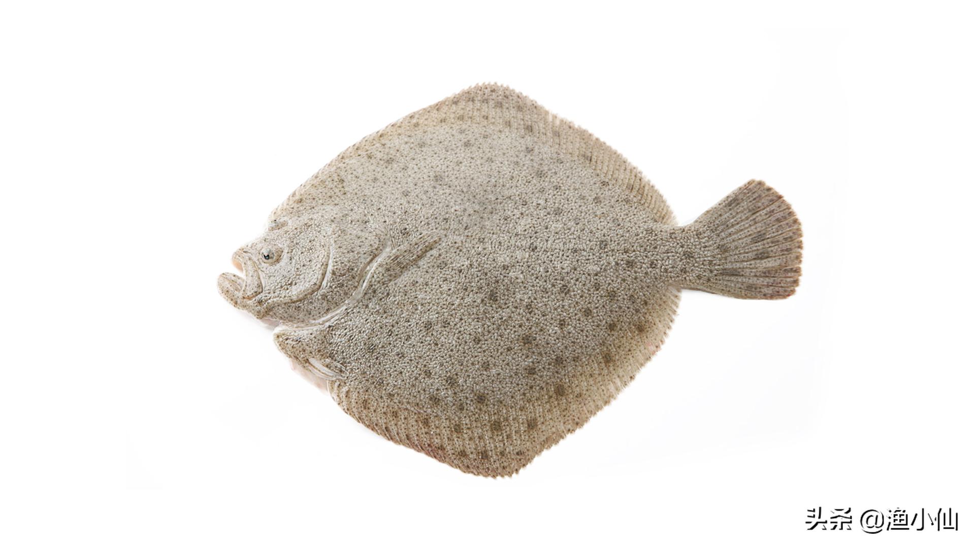 这“两兄弟”长得太像了，你在市场见到的多宝鱼未必是真的