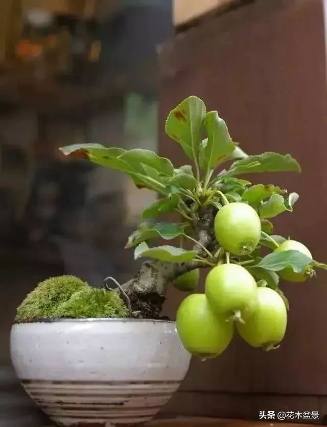 适合客厅养的盆景植物,茶桌上养什么盆景植物