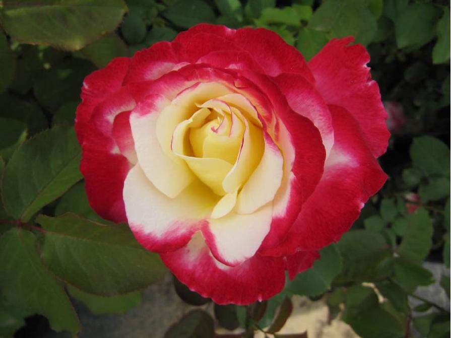 北京常见的树有哪些,北京绿化月季品种