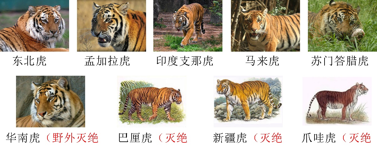 虎豹进化史,中国虎豹现状