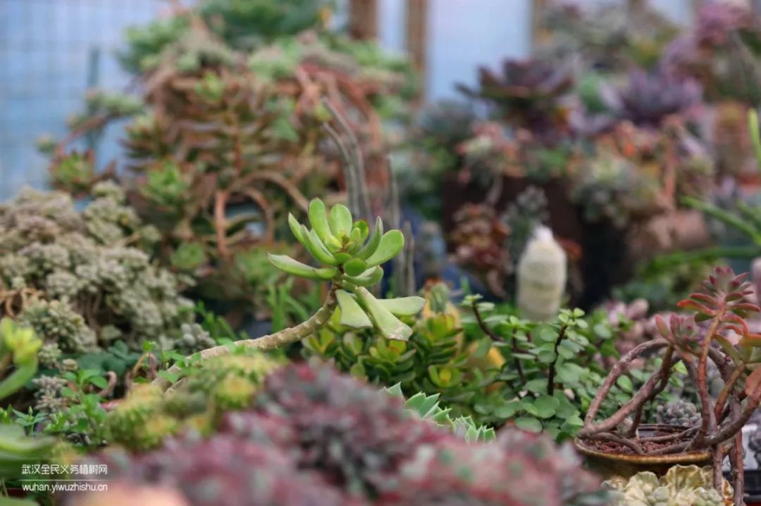 园艺沙龙|前方高能！一大波人相约逛花市，究竟淘了些啥？