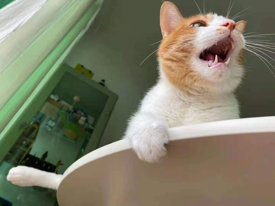 从小养的橘猫还会有野性吗,养橘猫的都是什么人