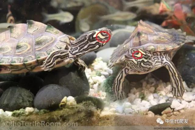 地图龟成体样子,地图龟种类及图解