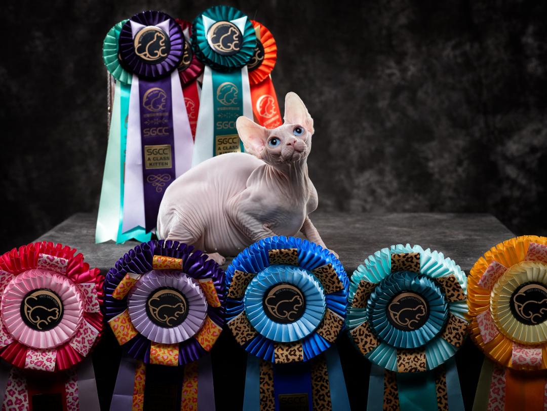 猫宫庄园•赛场上猫眼睁不开的原因分析及用药指南