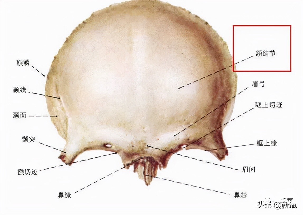 网红脸是什么意思和解释,网红脸是贬义还是褒义