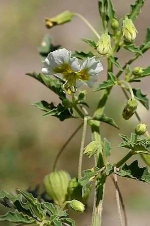 生物相册：姑娘还是菇茑？这水果，世界各地有39种