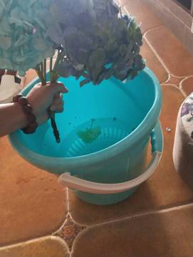 水培绣球寿命,水培绣球花多长时间能生根