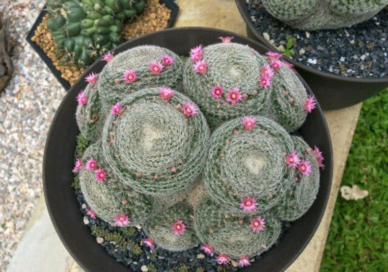 仙人球出现烂洞怎么处理,仙人球头顶上开始烂了怎么办