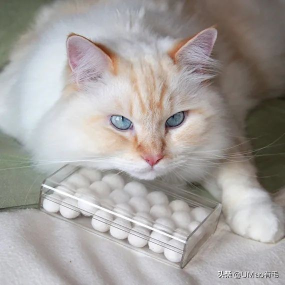 猫咪特别小如何分辨它是不是矮脚,什么小猫咪又乖又掉毛少