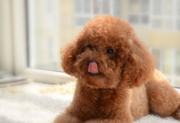 泰迪泪痕毛要剪掉吗,幼犬泰迪泪痕臭臭的