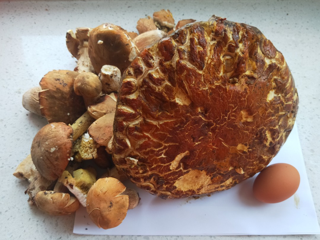 很多不同种类的蘑菇怎么做好吃,蘑菇怎么吃又白又好吃