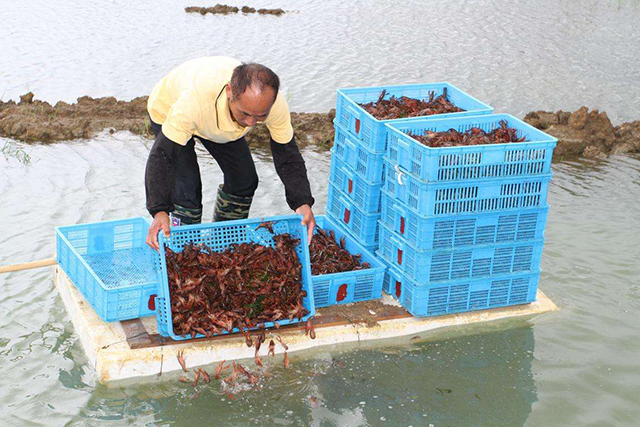 小龙虾不长个,养殖小龙虾不退壳怎么办