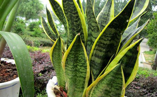 家中最旺财的4种花,旺宅养3种花旺宅又旺财