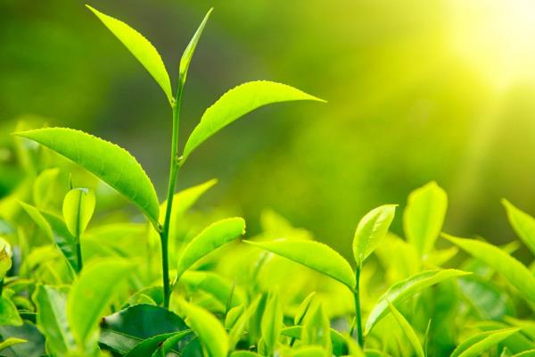 绿色农业种植技术和发展前景,农业种植什么项目前景好赚钱多