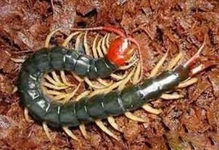 民间传说有一种蛊毒是真的吗,蛊到底是什么东西为什么到处害人