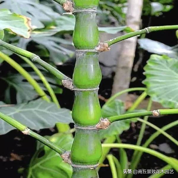 竹子大全,各种竹子大全