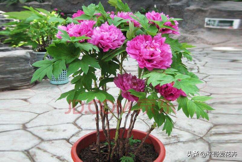 牡丹叶片萎蔫？都是这“4个方面”惹的锅，及时补救还来得及